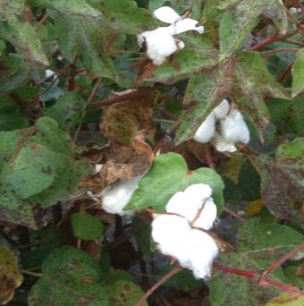 Coalsa mejora sus cifras y desmotará más de 30 millones de kilos de algodón