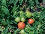 Concluida la campaña de tomate industrial con un incremento del 26% en los rendimientos por hectárea
