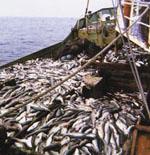 Consideran "exageradas" las malas predicciones sobre las reservas pesqueras