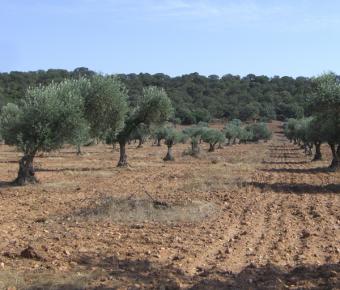 El aceite de oliva producido en los dos meses de campaña alcanza las 181.000 toneladas