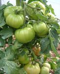 El BOE publica la Orden sobre las condiciones del seguro para el tomate de invierno