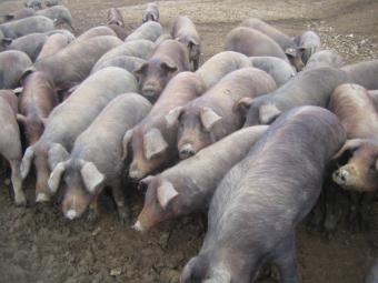 El censo de porcino ibérico cae un 12,5% en 2010, con 2,57 millones de animales