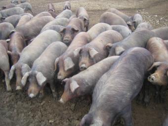 El censo nacional de porcino aumentará un 3,66% en 2011