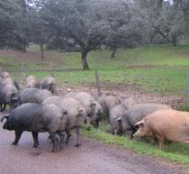 El censo porcino cae un 4,3%, hasta los 24,7 millones de animales a mayo de 2010
