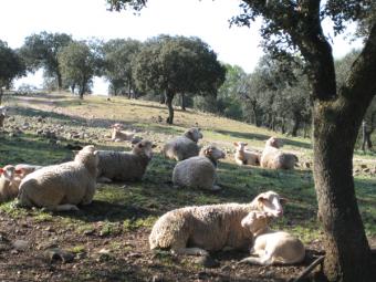 El descenso de oferta en el mercado comienza a animar los precios del ovino