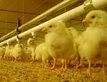 El Gobierno aprueba un Real Decreto para la protección de pollos de cría destinados a la producción de carne
