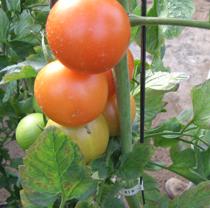 El Grupo Europeo de Productores de tomate analizará los efectos del acuerdo con Marruecos
