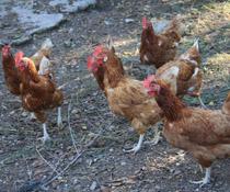 El INIA edita un nuevo catálogo de razas de gallinas españolas