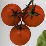 El libro "Cultivo de tomate en invernadero" estudia su distribución geográfica, plantación y comercialización