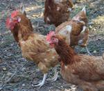 El MARM analiza con el sector avícola la seguridad alimentaria, la trazabilidad y el bienestar animal