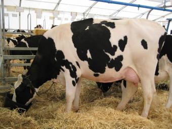 El MARM analiza con el sector productor de carne de vacuno, ovino y caprino la comunicación de la Comisión Europea sobre la fut