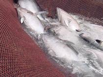 El MARM cierra la almadraba de Ensenada de Barbate al haber capturado su cuota de atún rojo