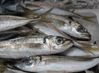 El MARM crea el registro español de ayudas de mínimis en el sector pesquero