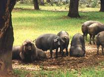 El MARM ha analizado con el sector la situación de los mercados y los principales retos para los ganaderos e industria del porc