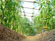 El MARM invierte 94,6 millones de euros para apoyar las producciones de tomate de invernadero