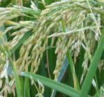 El MARM prevé que la producción de arroz se sitúe en 922.600 toneladas, un 2,6% más