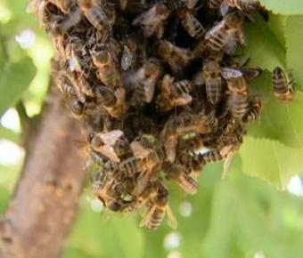 El MARM suscribe tres Convenios de encomienda de gestión para investigación aplicada en apicultura