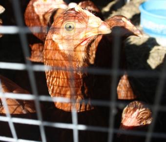 El  mercado avícola de puesta afronta nuevas alzas por un impulso de la demanda
