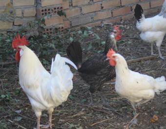 El mercado avícola de puesta dilata las subidas y alcanza su máximo anual