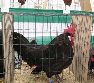 El mercado avícola de puesta se recupera y se desmarca del pollo y del conejo