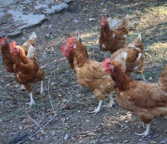 El otoño no invierte la tendencia a la baja del mercado avícola de puesta