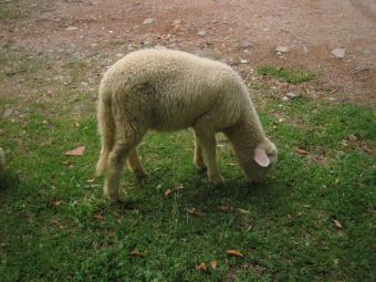 El ovino continúa muy dinámico y los precios alcanzan su máximo nivel anual