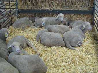 El ovino y el porcino encauzan el último mes del año con un mercado bajista