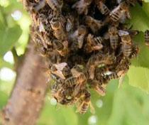 El PE pide más ayudas a la apicultura en la próxima reforma agrícola