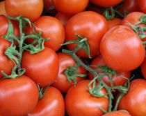 El precio en origen del tomate liso cae un 20,38% la pasada semana