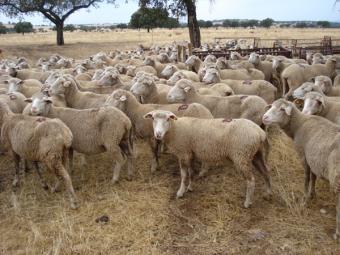 El sacrificio de ovino se incrementó un 4,8% en España en 2011