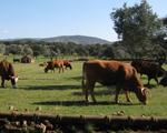 El sector bovino advierte del descenso de explotaciones por los bajos precios