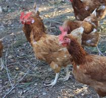 El sector cree que la norma de bienestar de las gallinas provocará más concentración de empresas