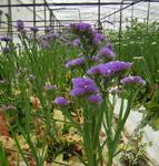El sector de flores y plantas incorpora medidas de seguridad e igualdad al convenio