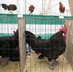 El sector pide a la CE que se amplíe el periodo de aplicación de la norma de bienestar de las gallinas