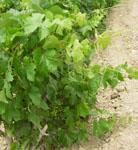 El sector prevé que la sequía y el pedrisco bajen la producción de vino y mosto hasta un 10,8%