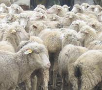 El sector quiere relanzar la Interprofesional del ovino y aumentar su promoción
