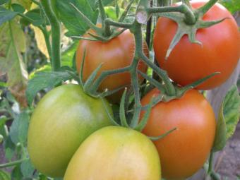 El tomate afronta una de sus peores crisis arrastrado por los bajos precios