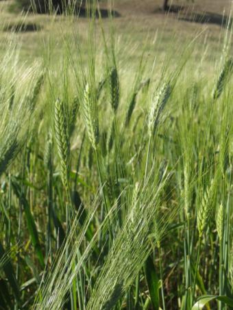 El USDA eleva sus previsiones de existencias finales de trigo y recorta las de maíz