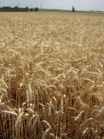 El USDA recorta sus previsiones de existencias finales de maíz y trigo