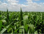El USDA reduce su previsión de producción mundial de maíz, hasta 860 millones t