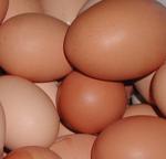 España logra ser el tercer productor europeo de huevos, con 900 millones de docenas