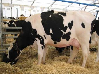 España podrá exportar a Libia ganado bovino vivo con destino a sacrificio