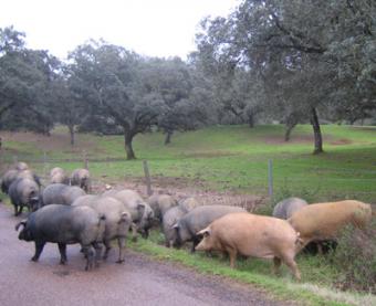 España solicita el almacenamiento privado para 23.328 toneladas de carne de porcino