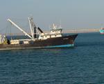 Expertos apuntan una lenta recuperación de la pesca en el Mediterráneo