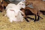 FEGA pagó primas de base a 15,8 millones de cabezas de ovino y caprino en 2009