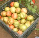Fepex denuncia un fraude en las exportaciones de tomate de Marruecos