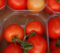 Fepex rechaza la ratificación del acuerdo de la UE-Marruecos y advierte que perjudica al tomate