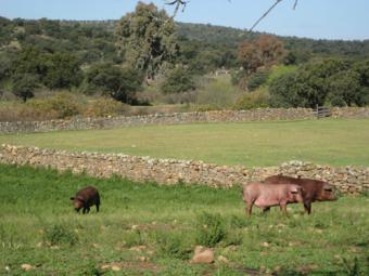 Finaliza la campaña de montanera con un 20% menos de producción de cerdos ibéricos