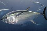 Flota y almadrabas capturan 4,17 millones de kilogramos de atún rojo hasta el 13 de diciembre