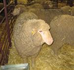 Ganaderos piden la prima base por oveja y cabra para 16.588.024 animales en 2009
